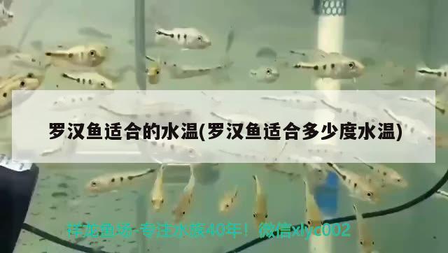 羅漢魚適合的水溫(羅漢魚適合多少度水溫) 羅漢魚