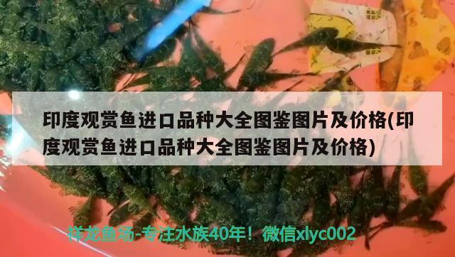 印度觀賞魚進口品種大全圖鑒圖片及價格(印度觀賞魚進口品種大全圖鑒圖片及價格) 觀賞魚進出口