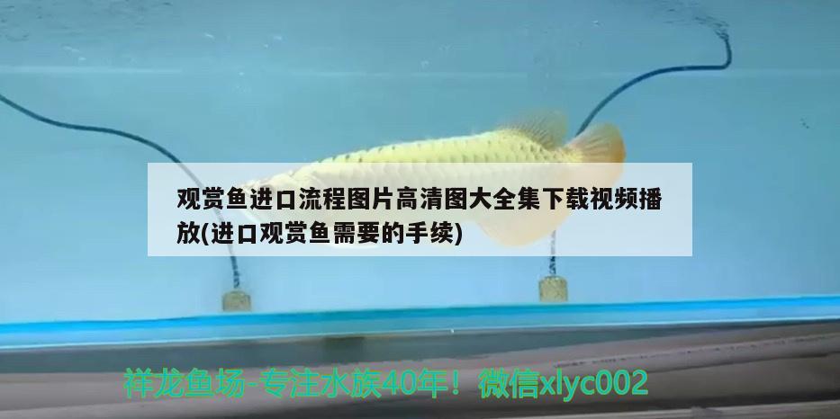 觀賞魚(yú)進(jìn)口流程圖片高清圖大全集下載視頻播放(進(jìn)口觀賞魚(yú)需要的手續(xù)) 觀賞魚(yú)進(jìn)出口