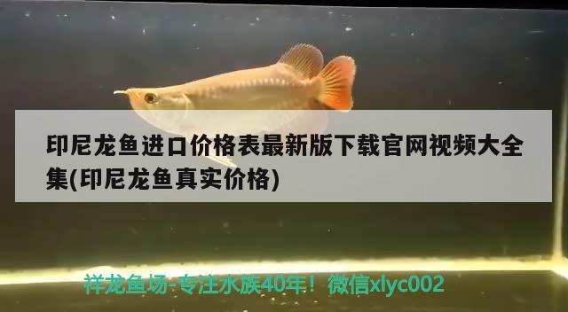 印尼龍魚進(jìn)口價(jià)格表最新版下載官網(wǎng)視頻大全集(印尼龍魚真實(shí)價(jià)格) 觀賞魚進(jìn)出口