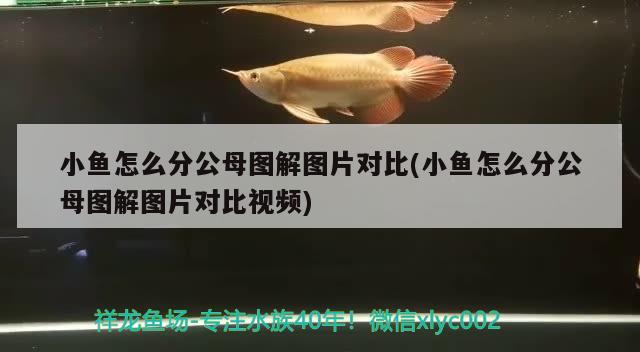 小魚怎么分公母圖解圖片對比(小魚怎么分公母圖解圖片對比視頻)