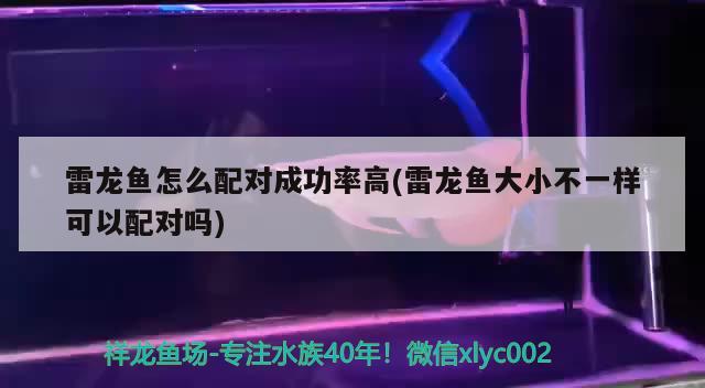 雷龍魚怎么配對成功率高(雷龍魚大小不一樣可以配對嗎) 過濾設備