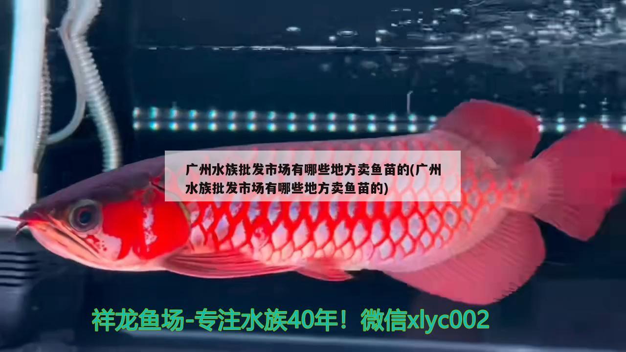 廣州水族批發(fā)市場有哪些地方賣魚苗的(廣州水族批發(fā)市場有哪些地方賣魚苗的)