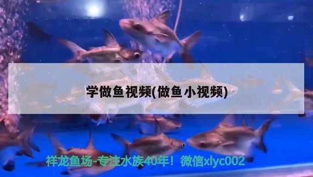 學(xué)做魚視頻(做魚小視頻) 廣州觀賞魚批發(fā)市場(chǎng)