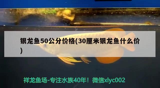 銀龍魚50公分價格(30厘米銀龍魚什么價)