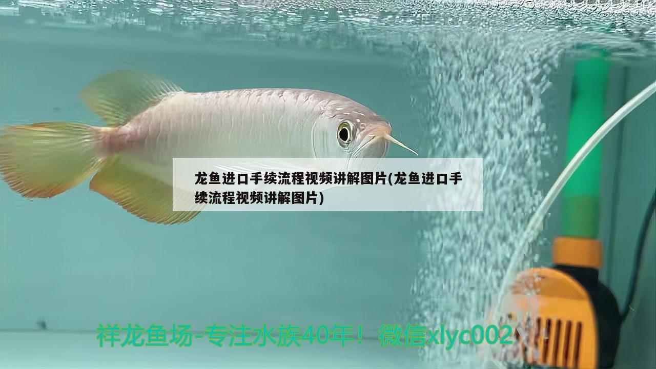 龍魚進口手續(xù)流程視頻講解圖片(龍魚進口手續(xù)流程視頻講解圖片) 觀賞魚進出口