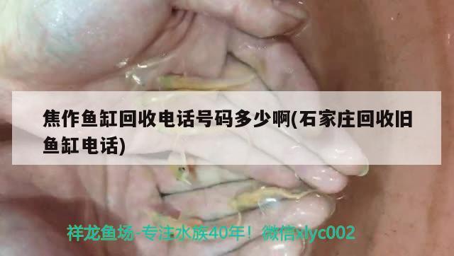 焦作魚(yú)缸回收電話號(hào)碼多少啊(石家莊回收舊魚(yú)缸電話)