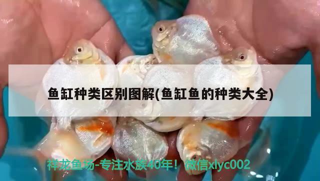 魚缸種類區(qū)別圖解(魚缸魚的種類大全)