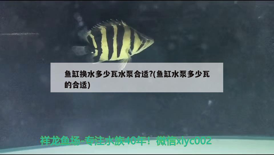 魚缸換水多少瓦水泵合適?(魚缸水泵多少瓦的合適) 魚缸水泵