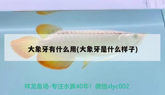 大象牙有什么用(大象牙是什么樣子) 三間鼠魚(yú)