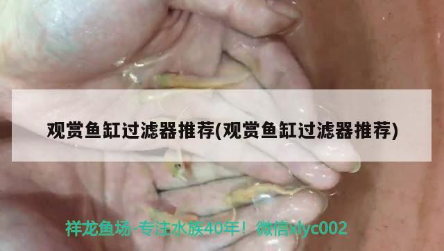 觀賞魚缸過濾器推薦(觀賞魚缸過濾器推薦) 金龍福龍魚