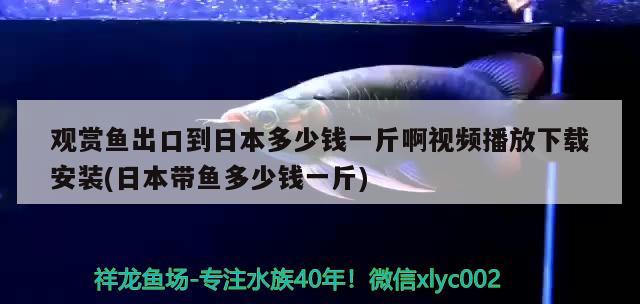 觀賞魚出口到日本多少錢一斤啊視頻播放下載安裝(日本帶魚多少錢一斤) 觀賞魚進(jìn)出口