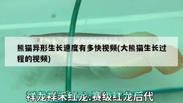 熊貓異形生長速度有多快視頻(大熊貓生長過程的視頻) 廣州龍魚批發(fā)市場