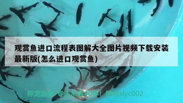 觀賞魚進(jìn)口流程表圖解大全圖片視頻下載安裝最新版(怎么進(jìn)口觀賞魚) 觀賞魚進(jìn)出口