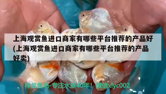 上海觀賞魚進口商家有哪些平臺推薦的產(chǎn)品好(上海觀賞魚進口商家有哪些平臺推薦的產(chǎn)品好賣)