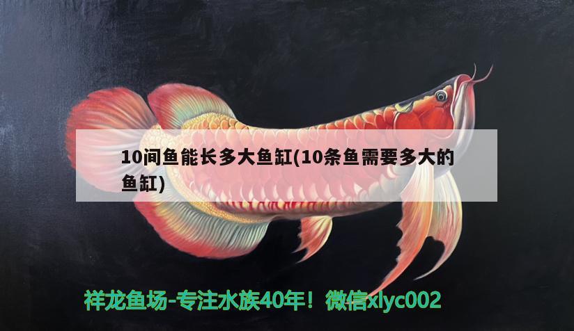 10間魚能長多大魚缸(10條魚需要多大的魚缸)