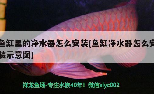 魚缸里的凈水器怎么安裝(魚缸凈水器怎么安裝示意圖) 一眉道人魚苗