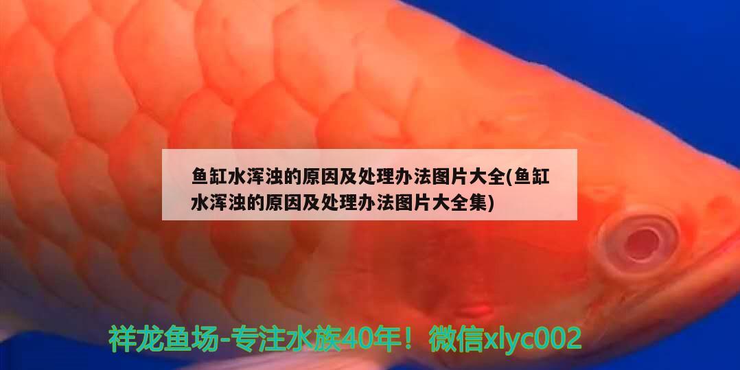 魚缸水渾濁的原因及處理辦法圖片大全(魚缸水渾濁的原因及處理辦法圖片大全集) 祥龍藍珀金龍魚