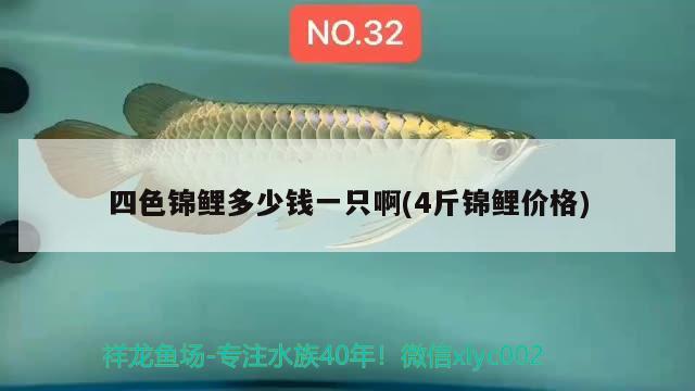 四色錦鯉多少錢一只啊(4斤錦鯉價格) 祥龍金禾金龍魚