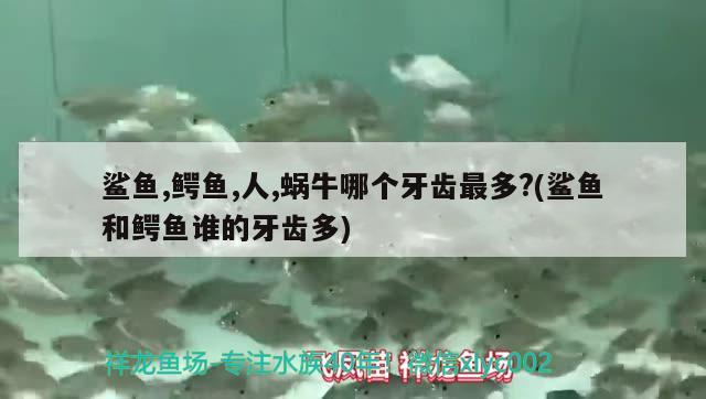 鯊魚(yú),鱷魚(yú),人,蝸牛哪個(gè)牙齒最多？(鯊魚(yú)和鱷魚(yú)誰(shuí)的牙齒多)