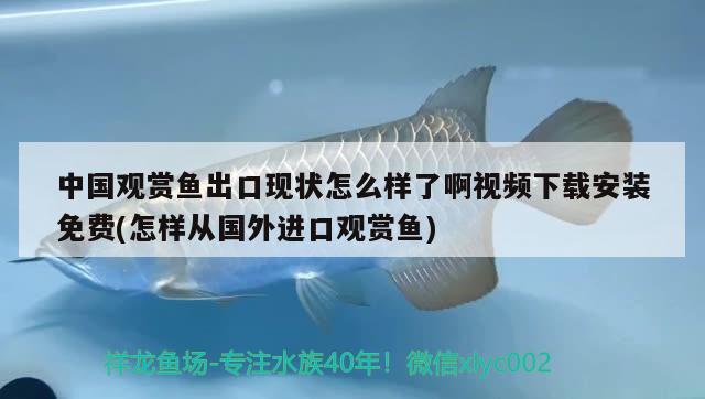 中國觀賞魚出口現(xiàn)狀怎么樣了啊視頻下載安裝免費(怎樣從國外進口觀賞魚) 觀賞魚進出口