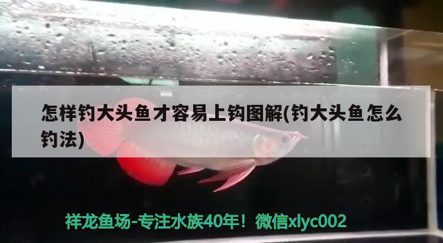 怎樣釣大頭魚才容易上鉤圖解(釣大頭魚怎么釣法) 垂釣樂園