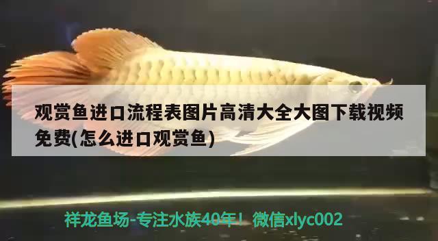 觀賞魚進(jìn)口流程表圖片高清大全大圖下載視頻免費(怎么進(jìn)口觀賞魚)