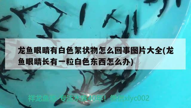 龍魚眼睛有白色絮狀物怎么回事圖片大全(龍魚眼睛長有一粒白色東西怎么辦) 廣州觀賞魚批發(fā)市場