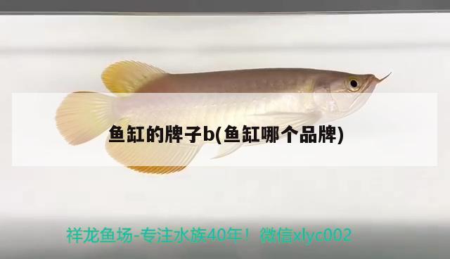 魚缸的牌子b(魚缸哪個品牌)