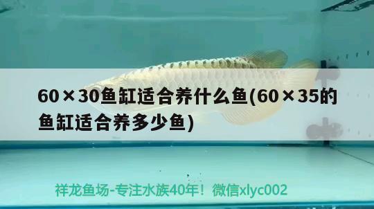 60×30魚缸適合養(yǎng)什么魚(60×35的魚缸適合養(yǎng)多少魚)