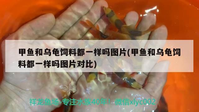 甲魚和烏龜飼料都一樣嗎圖片(甲魚和烏龜飼料都一樣嗎圖片對比) 烏龜