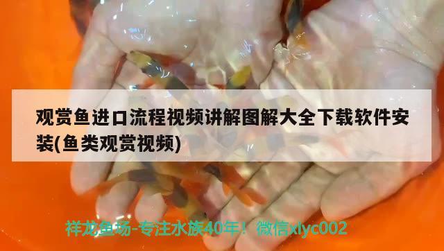 觀賞魚進(jìn)口流程視頻講解圖解大全下載軟件安裝(魚類觀賞視頻) 觀賞魚進(jìn)出口