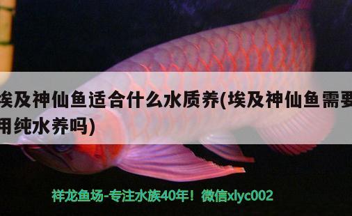 埃及神仙魚適合什么水質(zhì)養(yǎng)(埃及神仙魚需要用純水養(yǎng)嗎) 埃及神仙魚