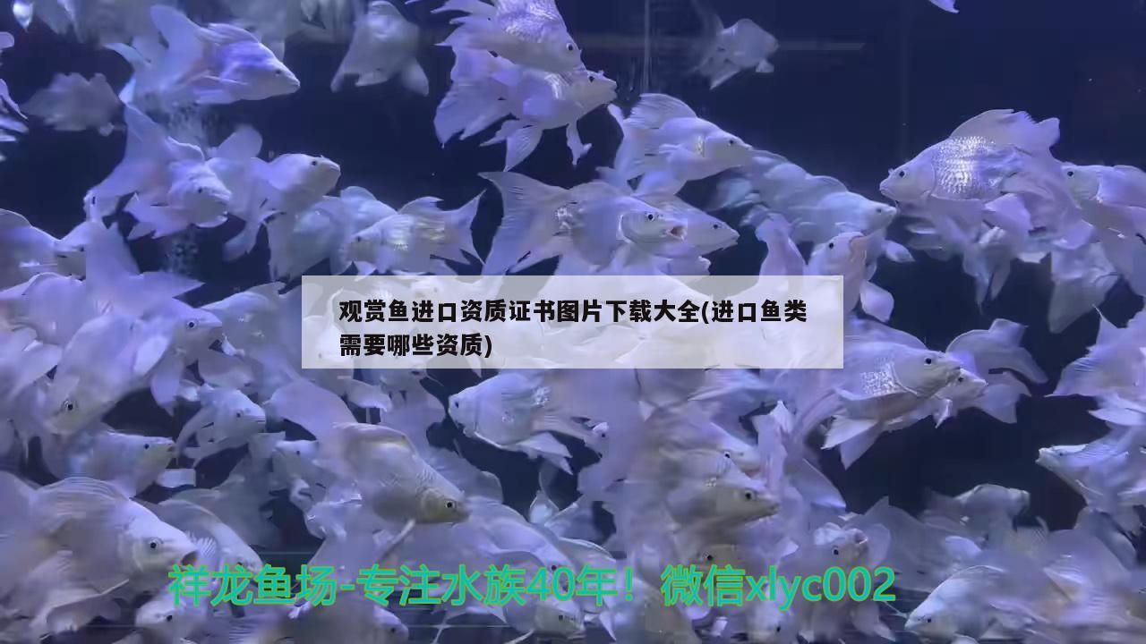 觀賞魚進(jìn)口資質(zhì)證書圖片下載大全(進(jìn)口魚類需要哪些資質(zhì)) 觀賞魚進(jìn)出口