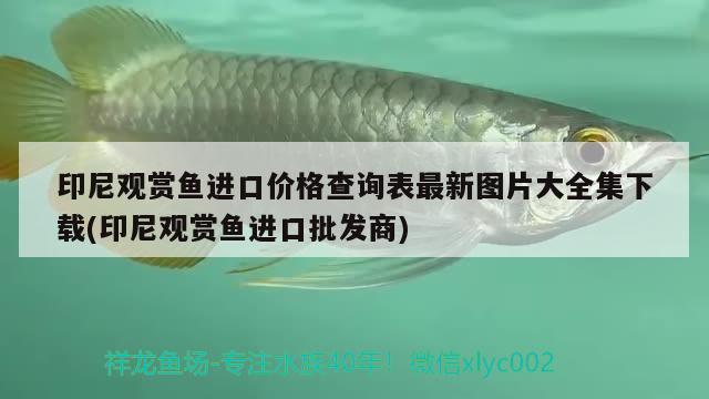 印尼觀賞魚進(jìn)口價格查詢表最新圖片大全集下載(印尼觀賞魚進(jìn)口批發(fā)商) 觀賞魚進(jìn)出口