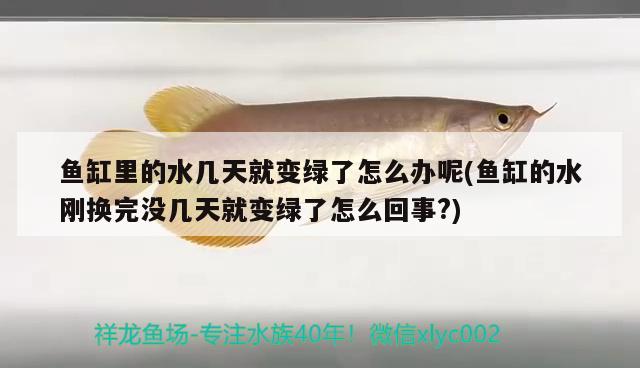 魚缸里的水幾天就變綠了怎么辦呢(魚缸的水剛換完沒幾天就變綠了怎么回事?) 一眉道人魚苗