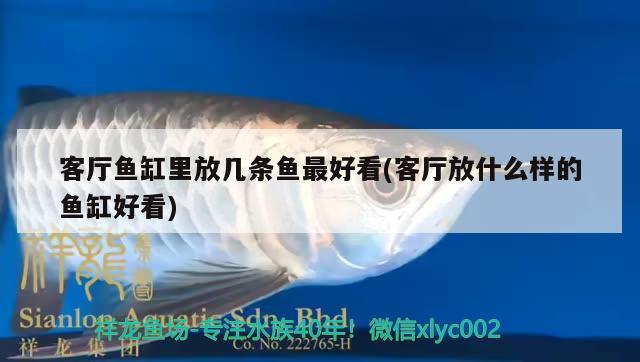 客廳魚缸里放幾條魚最好看(客廳放什么樣的魚缸好看) 狗仔招財貓魚