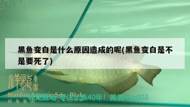 黑魚變白是什么原因造成的呢(黑魚變白是不是要死了) 馬拉莫寶石魚