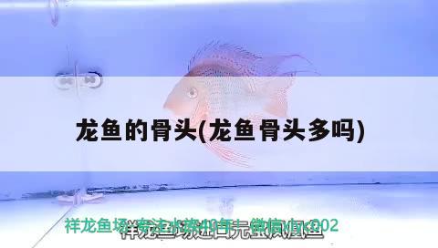 龍魚的骨頭(龍魚骨頭多嗎) 充氧泵 第1張