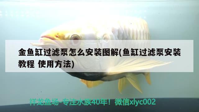 金魚(yú)缸過(guò)濾泵怎么安裝圖解(魚(yú)缸過(guò)濾泵安裝教程使用方法) 斑馬鴨嘴魚(yú)苗