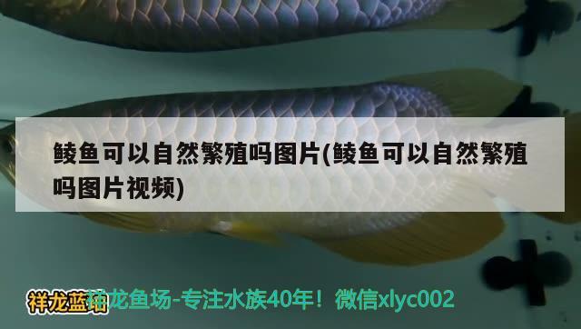 鯪魚可以自然繁殖嗎圖片(鯪魚可以自然繁殖嗎圖片視頻) 養(yǎng)魚的好處