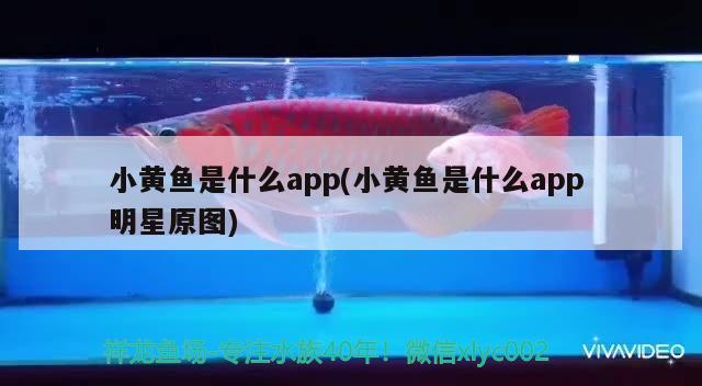 小黃魚是什么app(小黃魚是什么app明星原圖) 三色錦鯉魚