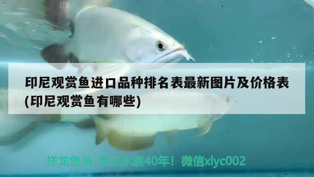 印尼觀賞魚進口品種排名表最新圖片及價格表(印尼觀賞魚有哪些) 觀賞魚進出口 第1張