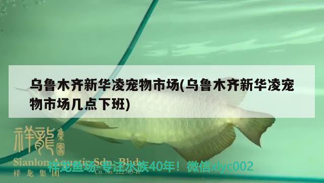 烏魯木齊新華凌寵物市場(烏魯木齊新華凌寵物市場幾點下班) 龍魚疾病與治療