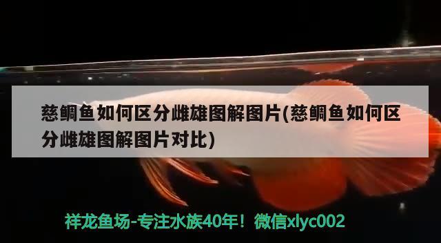 慈鯛魚如何區(qū)分雌雄圖解圖片(慈鯛魚如何區(qū)分雌雄圖解圖片對比) 觀賞魚市場