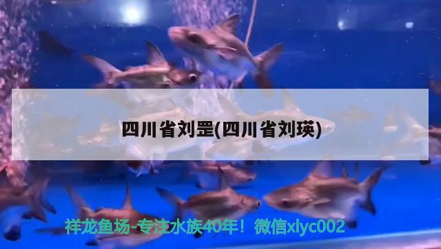 四川省劉罡(四川省劉瑛) 藍(lán)底過背金龍魚