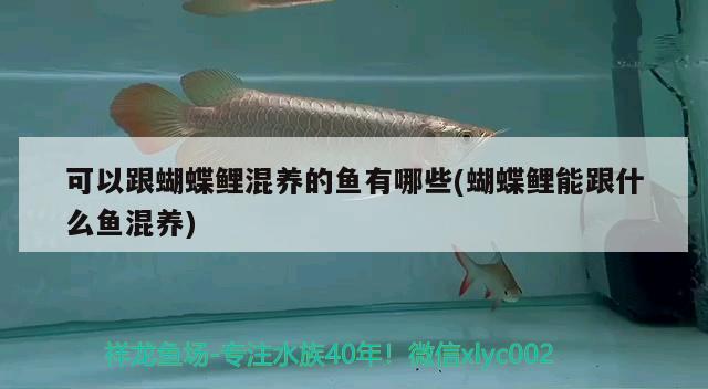 可以跟蝴蝶鯉混養(yǎng)的魚(yú)有哪些(蝴蝶鯉能跟什么魚(yú)混養(yǎng)) 蝴蝶鯉