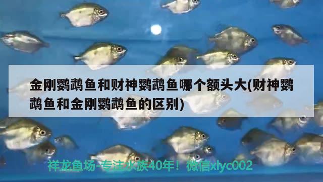 金剛鸚鵡魚和財神鸚鵡魚哪個額頭大(財神鸚鵡魚和金剛鸚鵡魚的區(qū)別) 鸚鵡魚