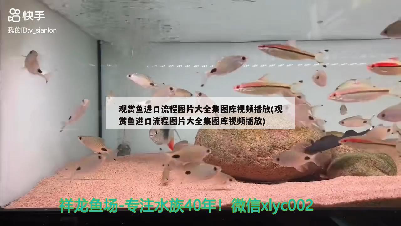 觀賞魚(yú)進(jìn)口流程圖片大全集圖庫(kù)視頻播放(觀賞魚(yú)進(jìn)口流程圖片大全集圖庫(kù)視頻播放) 觀賞魚(yú)進(jìn)出口