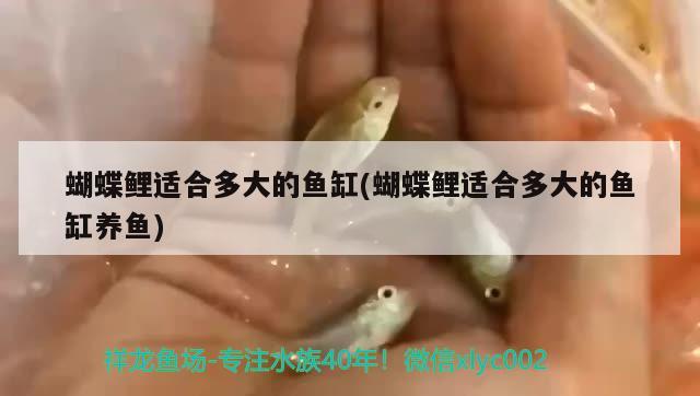 蝴蝶鯉適合多大的魚缸(蝴蝶鯉適合多大的魚缸養(yǎng)魚)